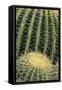 Cactus Pattern (Cheiridopsis Tuberculata)-Adam Jones-Framed Stretched Canvas