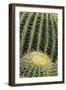 Cactus Pattern (Cheiridopsis Tuberculata)-Adam Jones-Framed Photographic Print