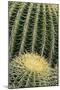 Cactus Pattern (Cheiridopsis Tuberculata)-Adam Jones-Mounted Photographic Print
