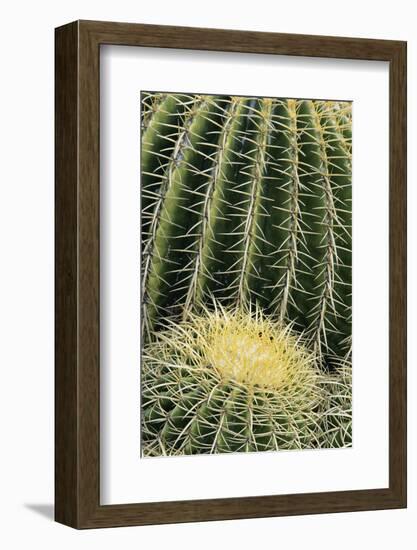 Cactus Pattern (Cheiridopsis Tuberculata)-Adam Jones-Framed Photographic Print