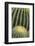 Cactus Pattern (Cheiridopsis Tuberculata)-Adam Jones-Framed Photographic Print