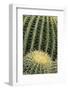 Cactus Pattern (Cheiridopsis Tuberculata)-Adam Jones-Framed Photographic Print