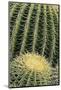 Cactus Pattern (Cheiridopsis Tuberculata)-Adam Jones-Mounted Photographic Print