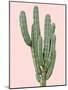 Cactus Plant I-Jensen Adamsen-Mounted Art Print