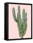 Cactus Plant I-Jensen Adamsen-Framed Stretched Canvas