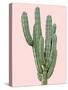 Cactus Plant I-Jensen Adamsen-Stretched Canvas