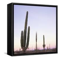 Cactus Plants after Sunset, Baja, Mexico, North America-Aaron McCoy-Framed Stretched Canvas