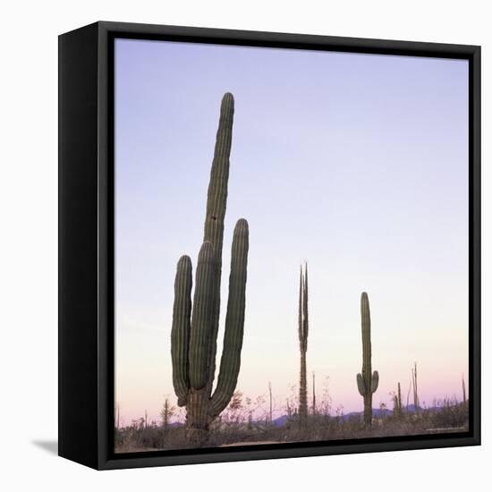 Cactus Plants after Sunset, Baja, Mexico, North America-Aaron McCoy-Framed Stretched Canvas