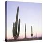 Cactus Plants after Sunset, Baja, Mexico, North America-Aaron McCoy-Stretched Canvas