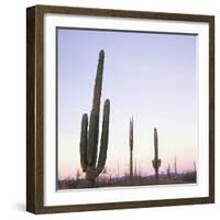Cactus Plants after Sunset, Baja, Mexico, North America-Aaron McCoy-Framed Photographic Print