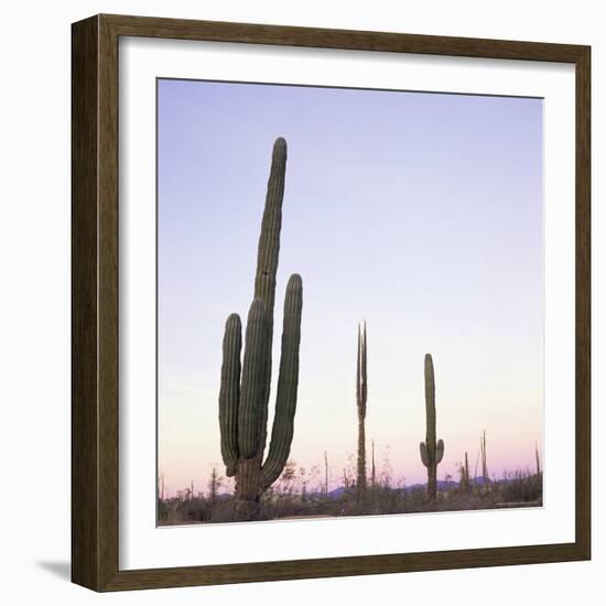 Cactus Plants after Sunset, Baja, Mexico, North America-Aaron McCoy-Framed Photographic Print