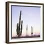 Cactus Plants after Sunset, Baja, Mexico, North America-Aaron McCoy-Framed Photographic Print