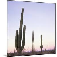 Cactus Plants after Sunset, Baja, Mexico, North America-Aaron McCoy-Mounted Photographic Print