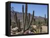 Cactus Plants, Arizona, United States of America, North America-Ursula Gahwiler-Framed Stretched Canvas