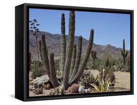 Cactus Plants, Arizona, United States of America, North America-Ursula Gahwiler-Framed Stretched Canvas
