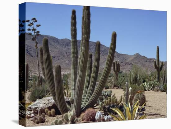 Cactus Plants, Arizona, United States of America, North America-Ursula Gahwiler-Stretched Canvas