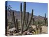 Cactus Plants, Arizona, United States of America, North America-Ursula Gahwiler-Stretched Canvas