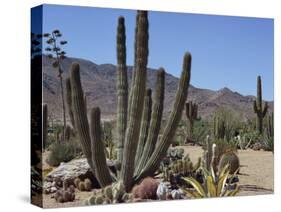 Cactus Plants, Arizona, United States of America, North America-Ursula Gahwiler-Stretched Canvas