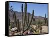 Cactus Plants, Arizona, United States of America, North America-Ursula Gahwiler-Framed Stretched Canvas