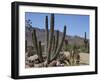 Cactus Plants, Arizona, United States of America, North America-Ursula Gahwiler-Framed Photographic Print