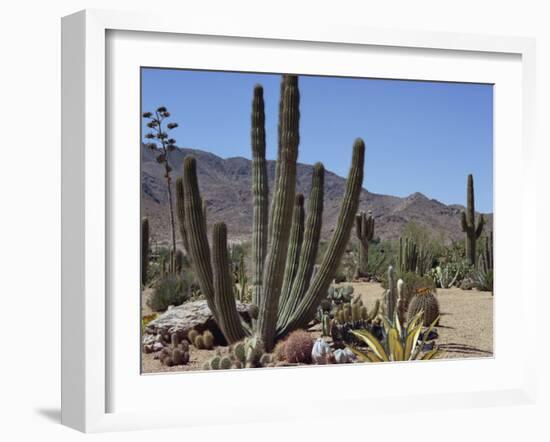 Cactus Plants, Arizona, United States of America, North America-Ursula Gahwiler-Framed Photographic Print