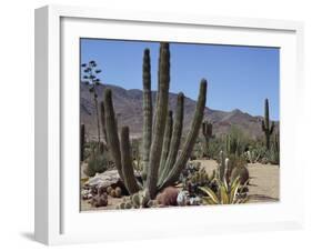 Cactus Plants, Arizona, United States of America, North America-Ursula Gahwiler-Framed Photographic Print
