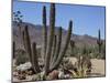Cactus Plants, Arizona, United States of America, North America-Ursula Gahwiler-Mounted Photographic Print