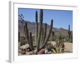 Cactus Plants, Arizona, United States of America, North America-Ursula Gahwiler-Framed Photographic Print