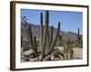 Cactus Plants, Arizona, United States of America, North America-Ursula Gahwiler-Framed Photographic Print
