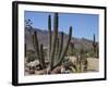 Cactus Plants, Arizona, United States of America, North America-Ursula Gahwiler-Framed Photographic Print