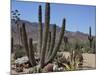 Cactus Plants, Arizona, United States of America, North America-Ursula Gahwiler-Mounted Photographic Print