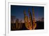 Cactus plants at sunset, outside San Jose del Cabo, Baja California Sur, Mexico-Mark A Johnson-Framed Photographic Print