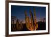 Cactus plants at sunset, outside San Jose del Cabo, Baja California Sur, Mexico-Mark A Johnson-Framed Photographic Print