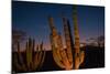 Cactus plants at sunset, outside San Jose del Cabo, Baja California Sur, Mexico-Mark A Johnson-Mounted Photographic Print