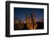 Cactus plants at sunset, outside San Jose del Cabo, Baja California Sur, Mexico-Mark A Johnson-Framed Photographic Print