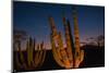 Cactus plants at sunset, outside San Jose del Cabo, Baja California Sur, Mexico-Mark A Johnson-Mounted Photographic Print