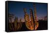 Cactus plants at sunset, outside San Jose del Cabo, Baja California Sur, Mexico-Mark A Johnson-Framed Stretched Canvas