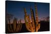 Cactus plants at sunset, outside San Jose del Cabo, Baja California Sur, Mexico-Mark A Johnson-Stretched Canvas