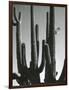 Cactus, Saguaros, Arizona, 1964-Brett Weston-Framed Photographic Print