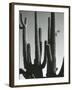 Cactus, Saguaros, Arizona, 1964-Brett Weston-Framed Photographic Print