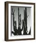 Cactus, Saguaros, Arizona, 1964-Brett Weston-Framed Premium Photographic Print