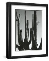 Cactus, Saguaros, Arizona, 1964-Brett Weston-Framed Premium Photographic Print