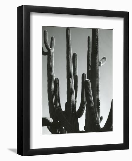 Cactus, Saguaros, Arizona, 1964-Brett Weston-Framed Premium Photographic Print