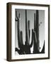 Cactus, Saguaros, Arizona, 1964-Brett Weston-Framed Photographic Print