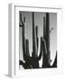 Cactus, Saguaros, Arizona, 1964-Brett Weston-Framed Photographic Print