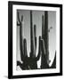 Cactus, Saguaros, Arizona, 1964-Brett Weston-Framed Photographic Print