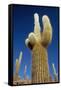 Cactus – Salar De Uyuni-chrishowey-Framed Stretched Canvas