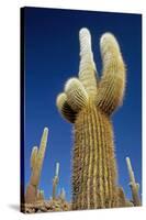 Cactus – Salar De Uyuni-chrishowey-Stretched Canvas
