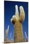 Cactus – Salar De Uyuni-chrishowey-Mounted Photographic Print