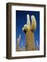 Cactus – Salar De Uyuni-chrishowey-Framed Photographic Print